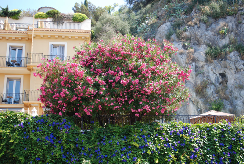 Laurier rose, Oléandre