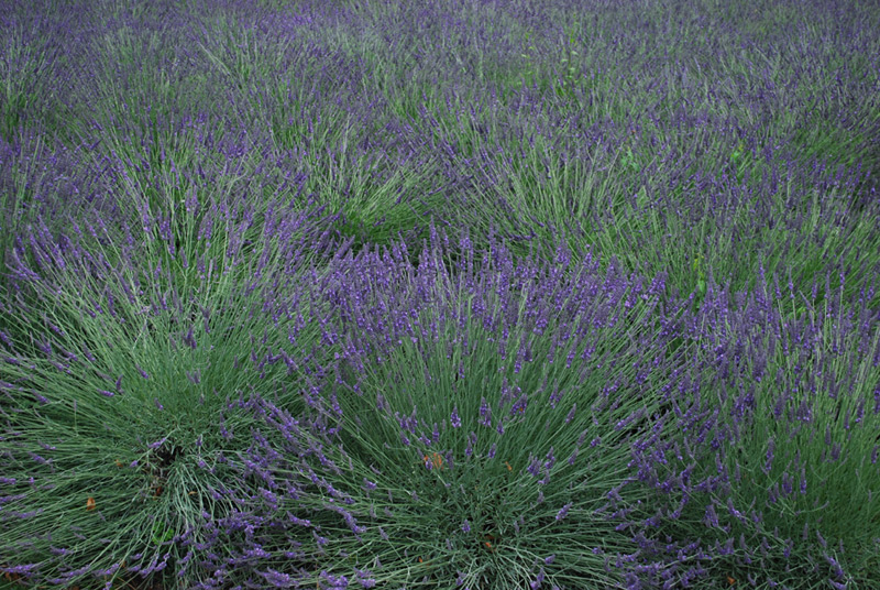 Lavande vraie