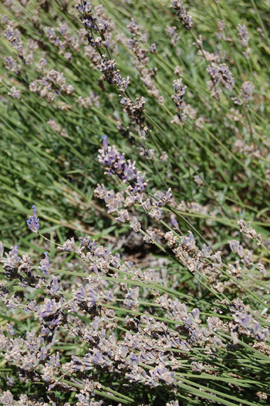Lavande des Pyrénées