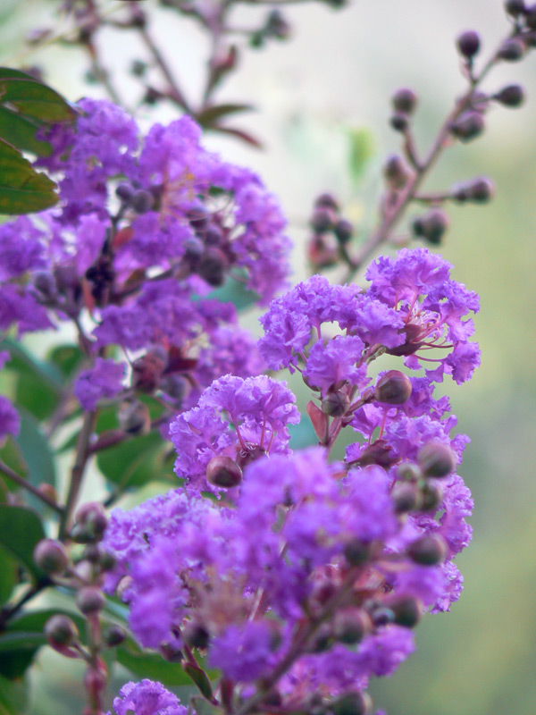 Lilas des Indes