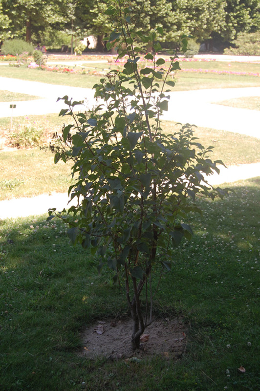 Lilas à fleurs de jacinthe 'Esther beauty'
