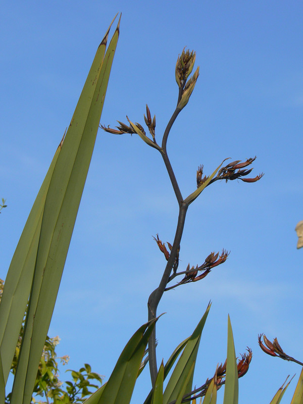 Lin de Nouvelle-Zélande