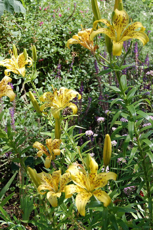 Lis asiatique 'Dreamland'