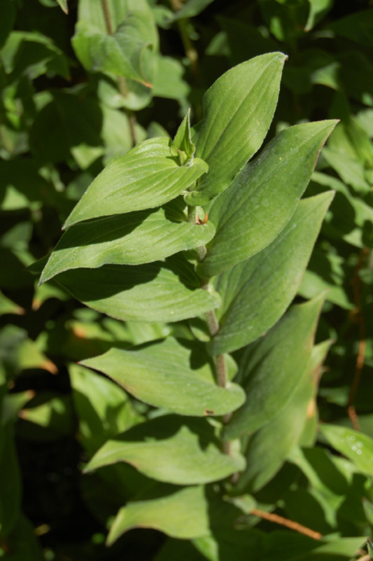 Lis des crapauds de Formose