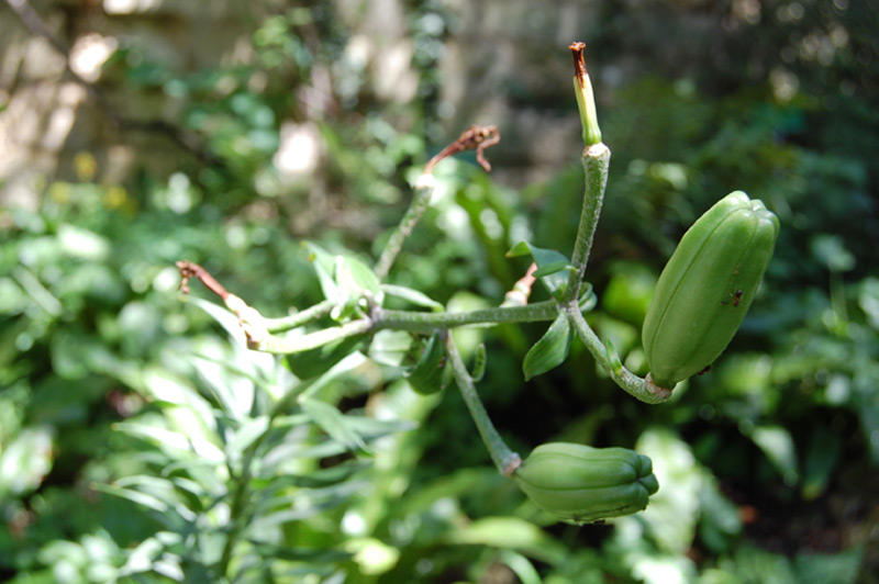 Lis orangé à bulbille