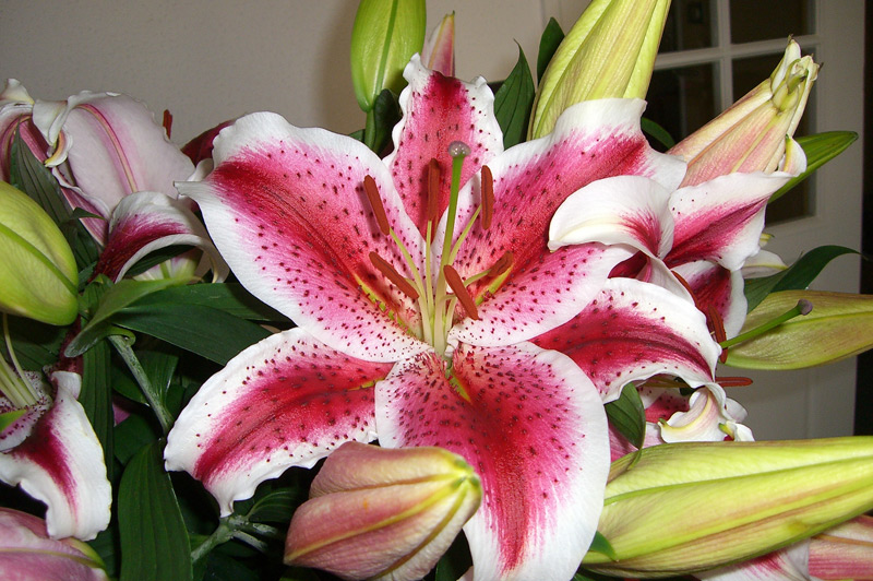 Lis oriental 'Mona Lisa'