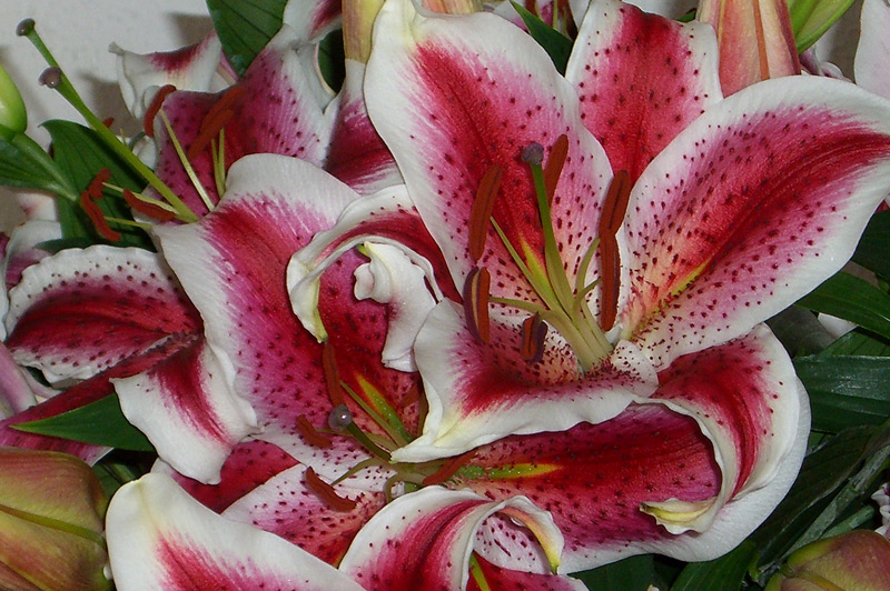 Lis oriental 'Mona Lisa'