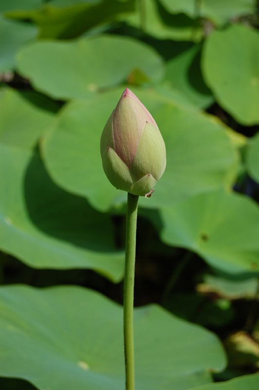 Lotus d’Orient, Lotus sacré, Lotus des Indes