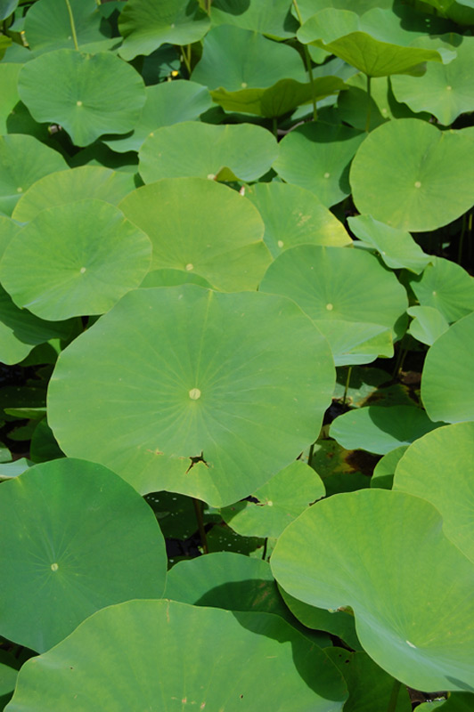 Lotus d’Orient, Lotus sacré, Lotus des Indes