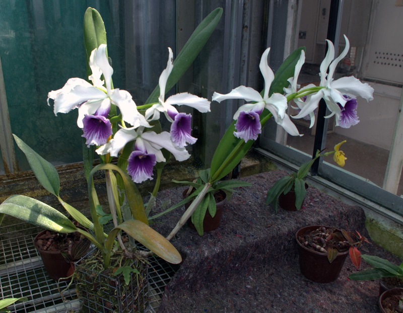 Laelia purpurata var coerulea