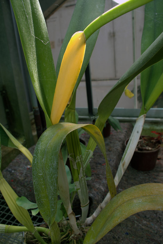 Laelia purpurata var coerulea