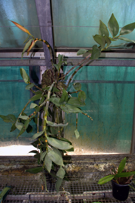 Orchidée papillon, Phalaenopsis CacharelPhalaenopsis Cacharel