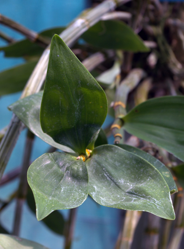 Orchidée papillon, Phalaenopsis Cacharel