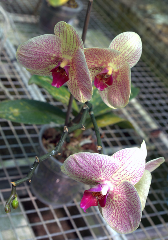 Orchidée papillon, Phalaenopsis Cacharel