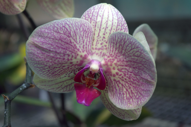 Orchidée papillon, Phalaenopsis Cacharel