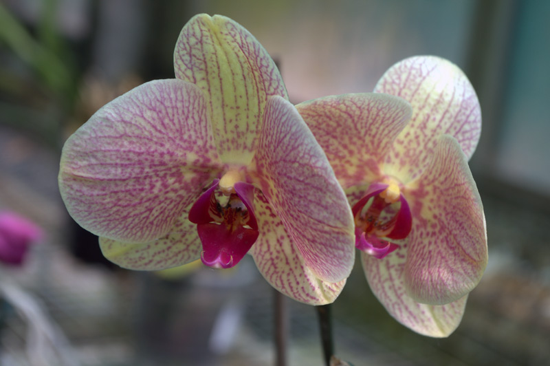 Orchidée papillon, Phalaenopsis Cacharel