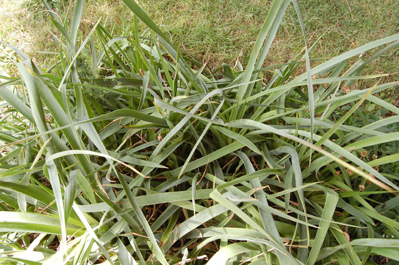 Panicault à feuilles de Pandanus