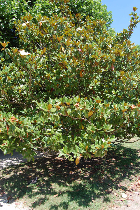 Magnolia à grandes fleurs, Magnolia d’été, Laurier tulipier