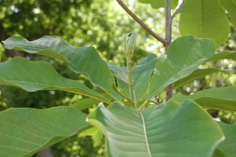 Magnolia officinal bilobé, Houpu Magnolia