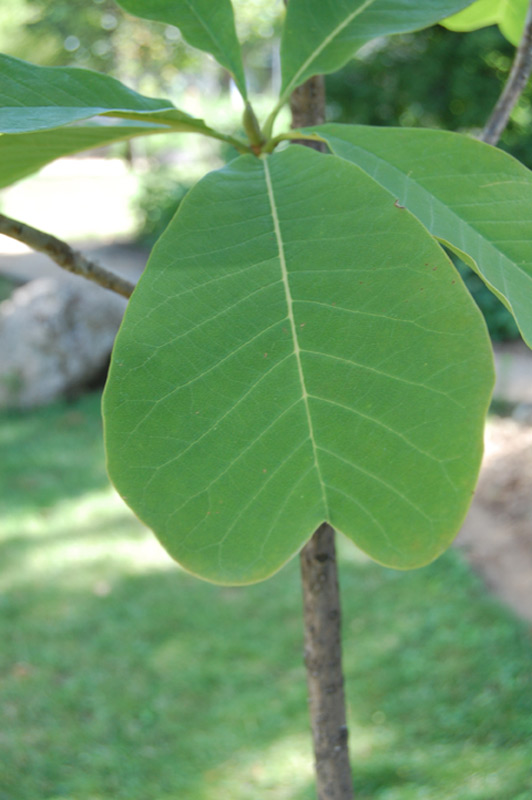 Magnolia officinal bilobé, Houpu Magnolia