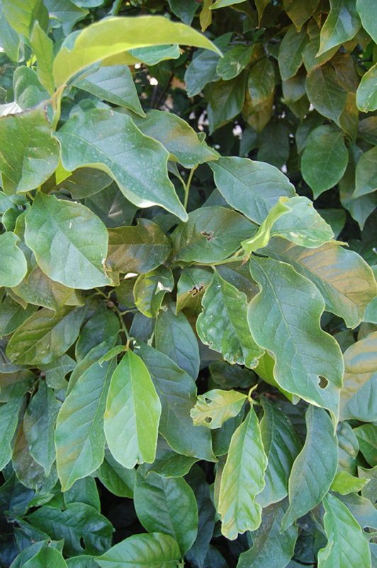 Magnolia à fleurs de lis 'Nigra'