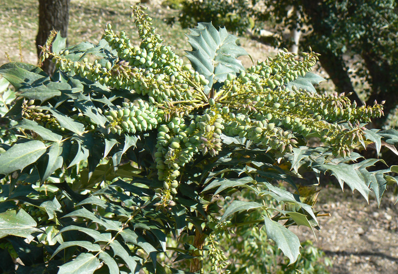Mahonia du Japon