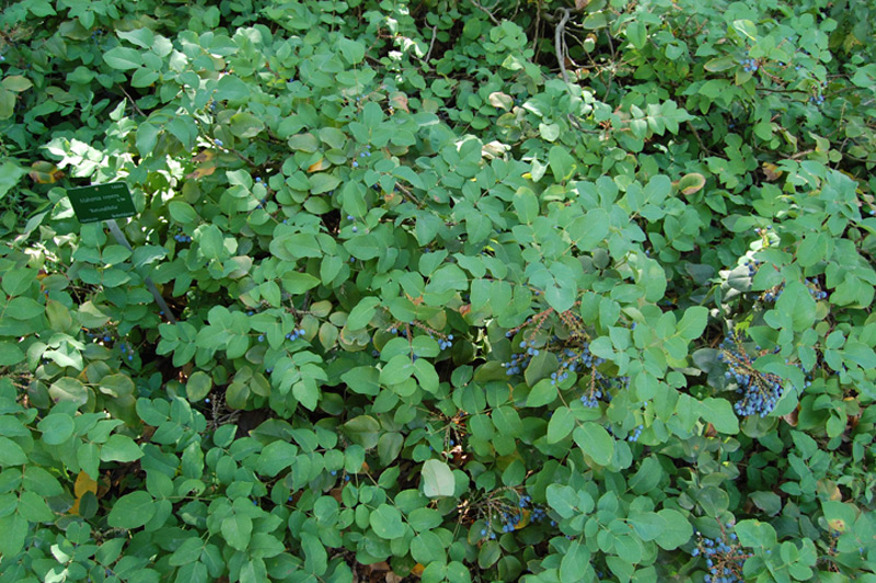 Mahonia rampant 'Rotundifolia'