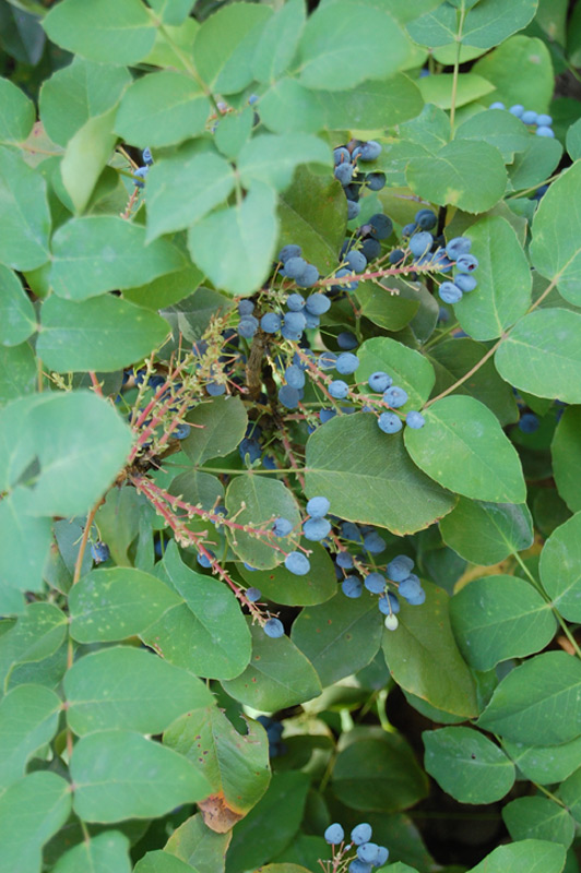 Mahonia rampant 'Rotundifolia'