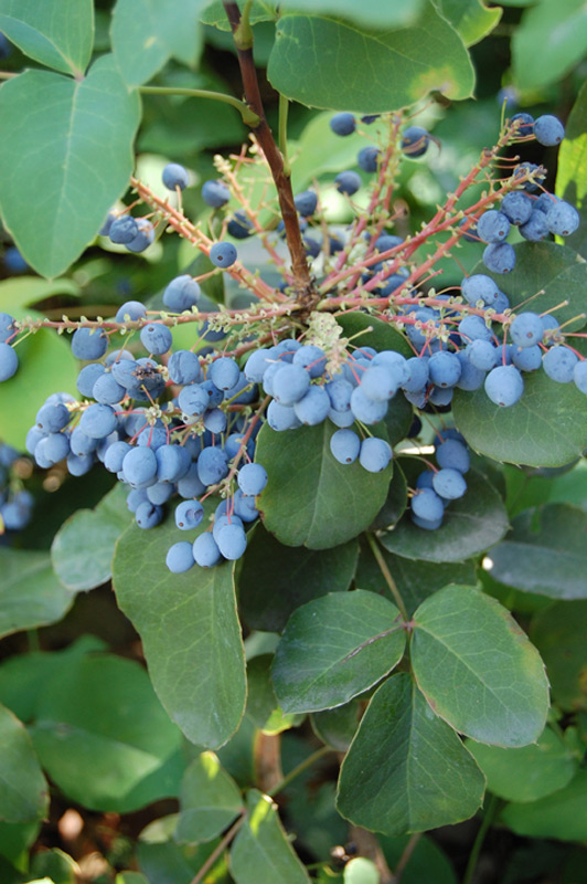 Mahonia rampant 'Rotundifolia'