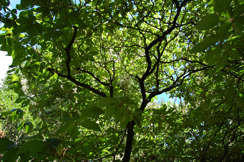 Marronnier parviflora, Pavier blanc