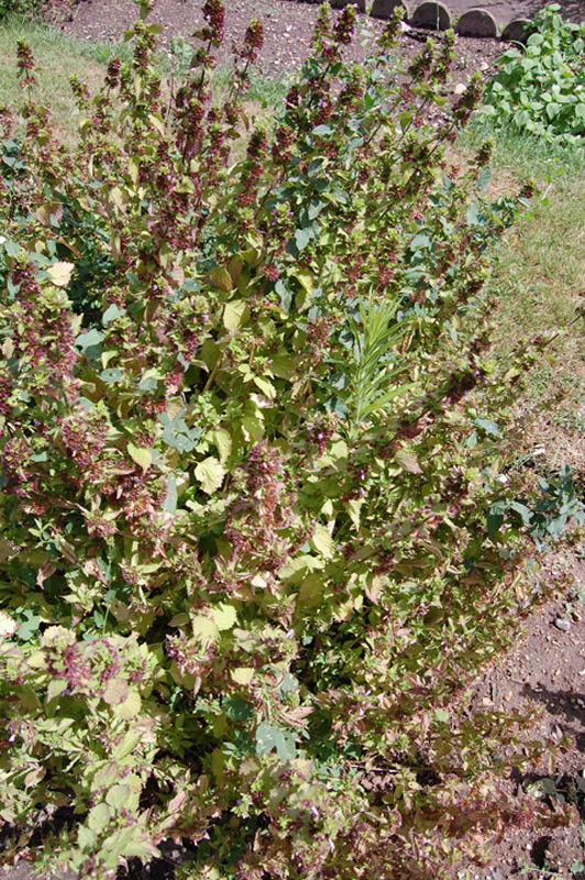 Marrube noir, Ballote noir