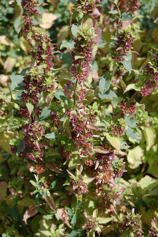 Marrube noir, Ballote noir