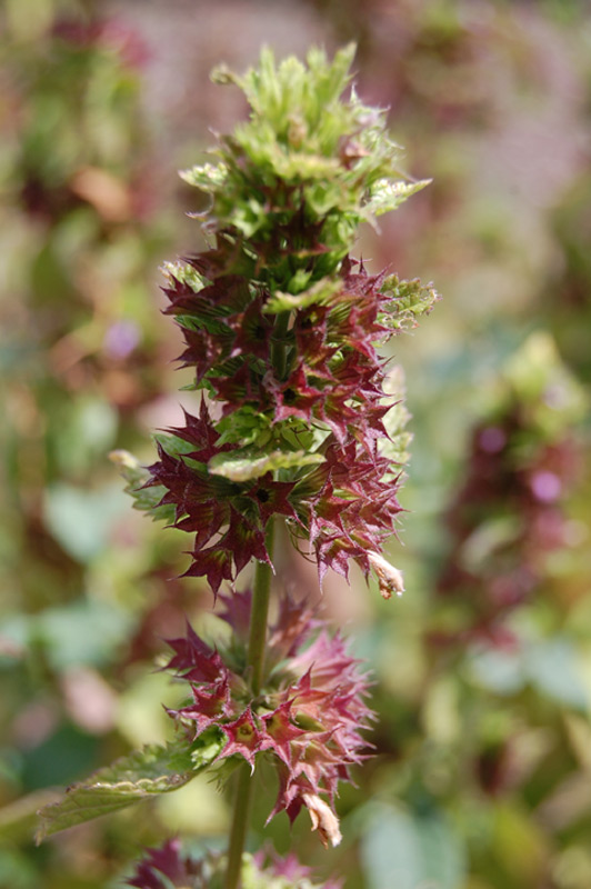 Marrube noir, Ballote noir