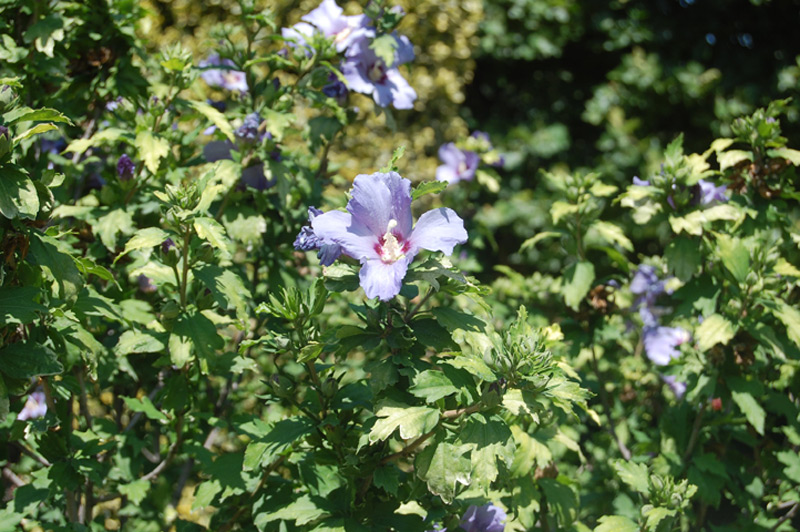 Mauve en arbre 'Oiseau Bleu'
