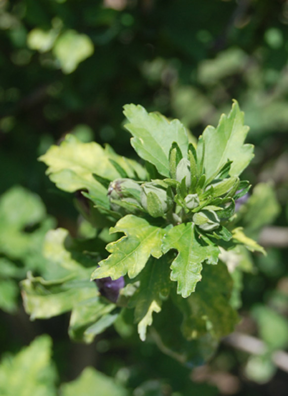 Mauve en arbre 'Oiseau Bleu'