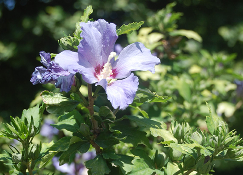 Mauve en arbre 'Oiseau Bleu'