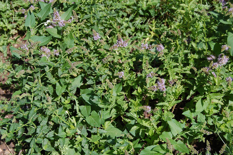 Menthe crépue, Menthe à feuilles rondes, Menthe odorante