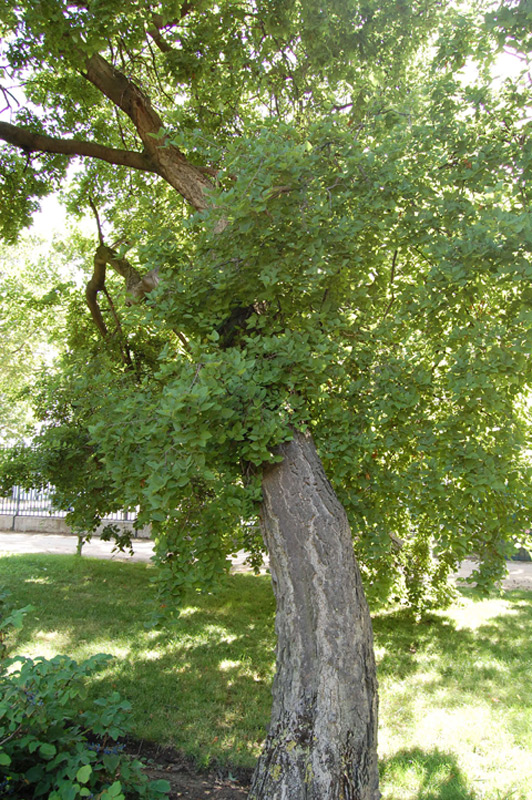 Micocoulier de Grèce