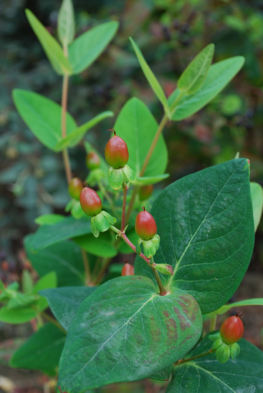 Millepertuis androsème