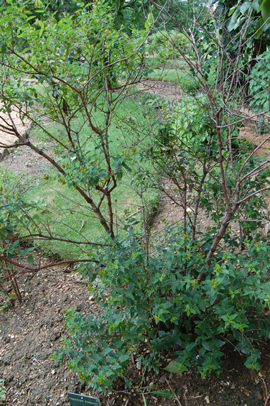 Millepertuis inodore