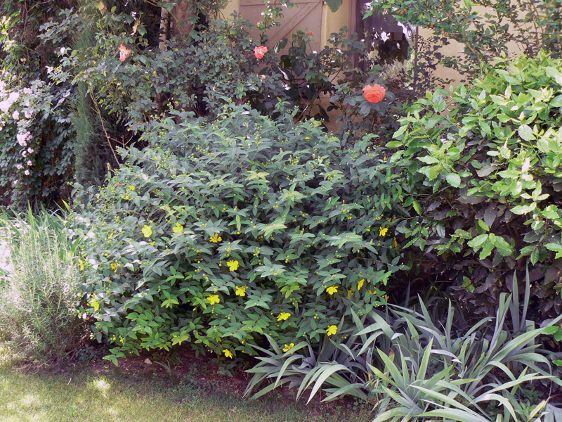 Millepertuis perforé