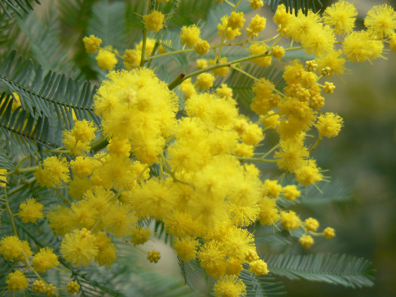 Mimosa des fleuristes