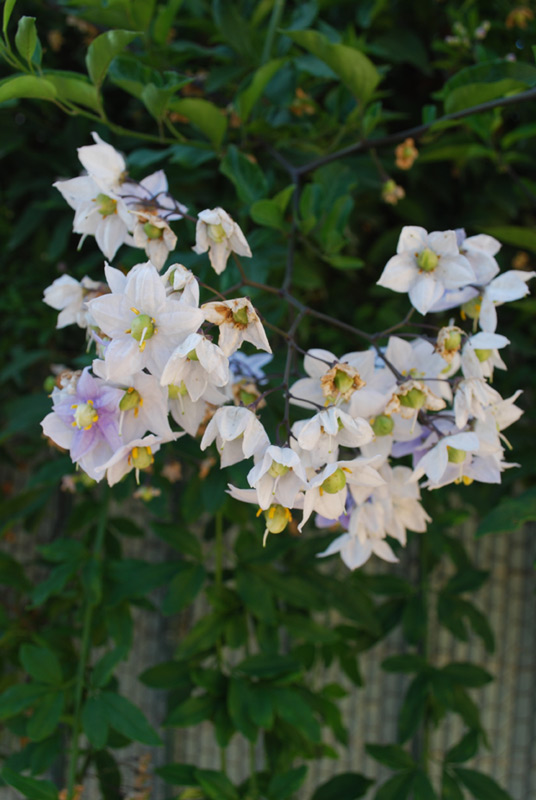 Morelle faux-jasmin