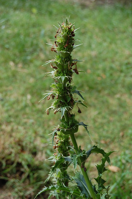 Morina longifolia
