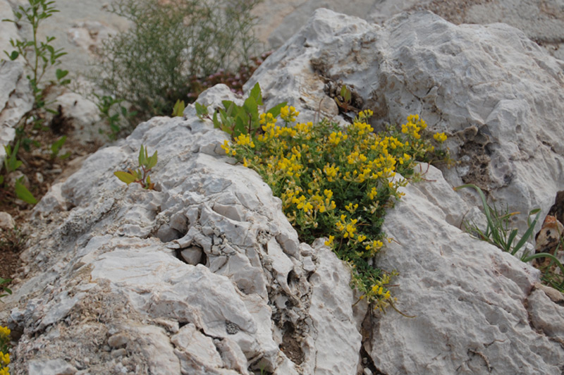 Morisie enfouissante