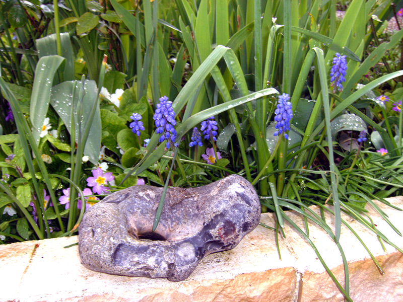 Muscari d'Arménie, Jacinthe à grappes