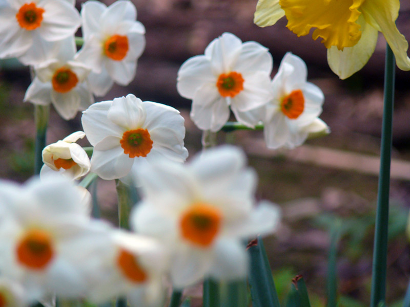 Narcisse des poètes