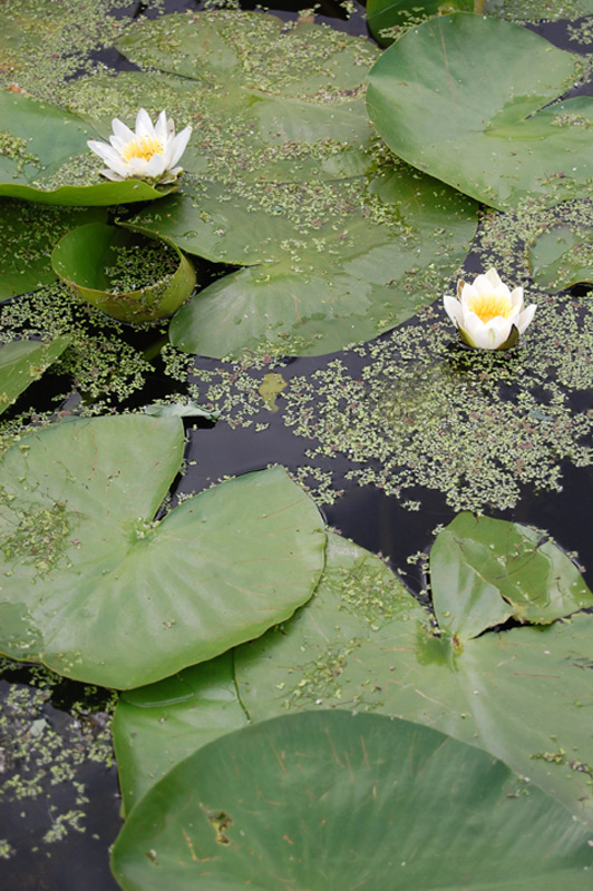 Nénuphar blanc, Lys des étangs