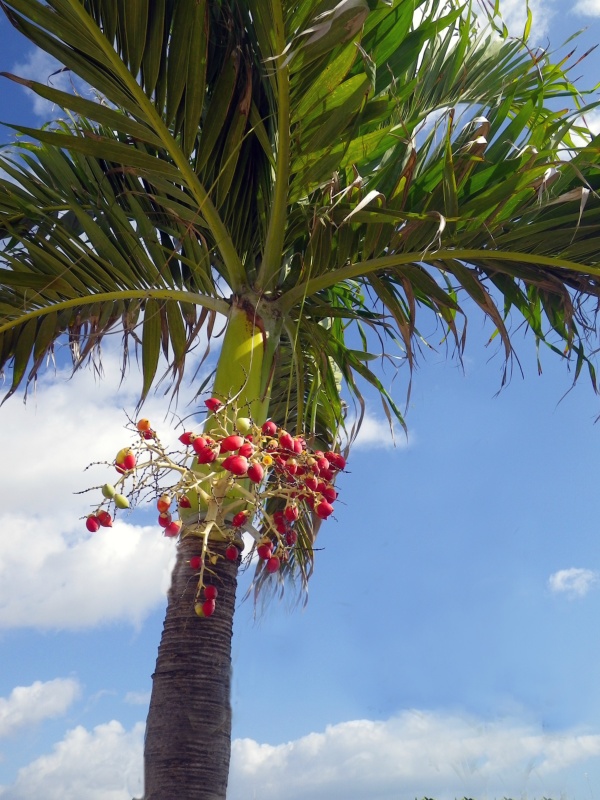 Palmier Paul et Virginie, Palmier de Noël