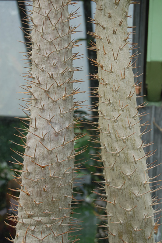 Palmier de Madagascar